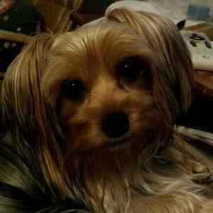 Meet your Posher, Jennie